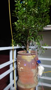 Thực tế áp dụng bộ tưới tự động cảm biến độ ẩm để tưới phun mưa dưới tán