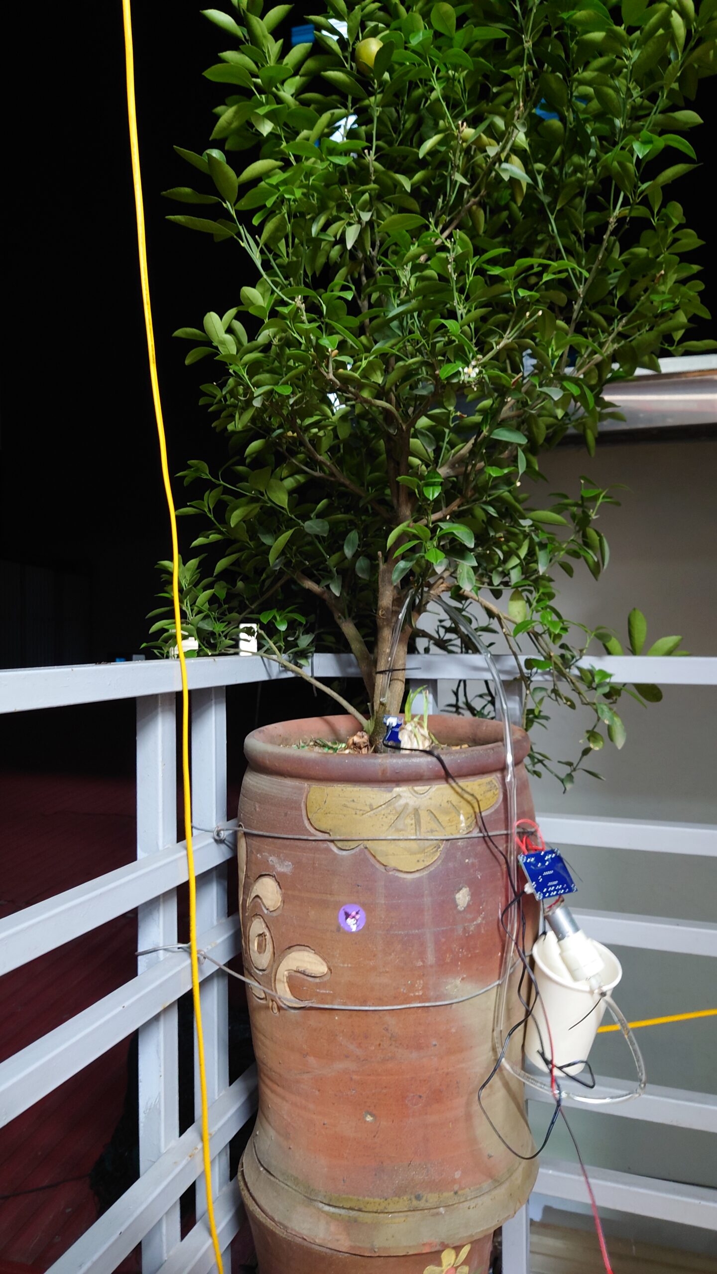 Thực tế áp dụng bộ tưới tự động cảm biến độ ẩm để tưới phun mưa dưới tán